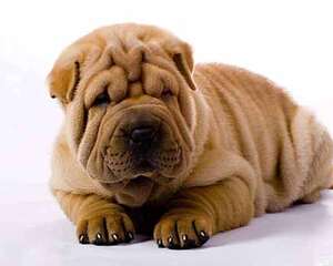 沙皮狗多少钱一只，沙皮狗价格大全