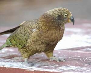 鹦鹉什么时间训练好