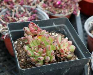 如何预防多肉黑腐