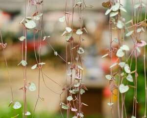 爱之蔓开花吗