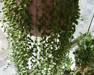 情人泪Senecio rowleyanus