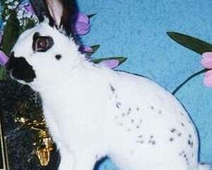 大麦丁兔的外形特征