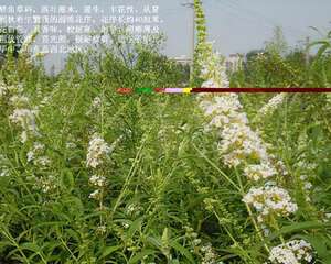 白铧醉鱼草