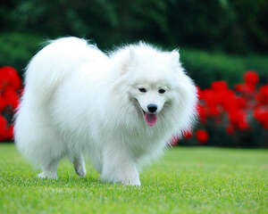 日本尖嘴犬的形态特征