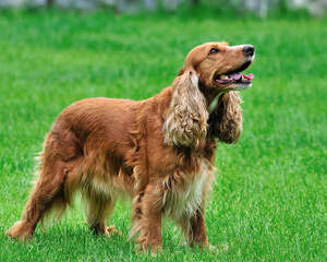 狗狗得了中耳炎怎么办