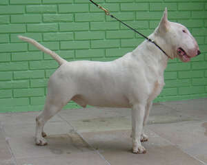 怎样养好牛头梗