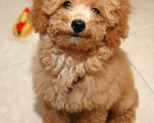 选购狗狗牵引绳要注意什么