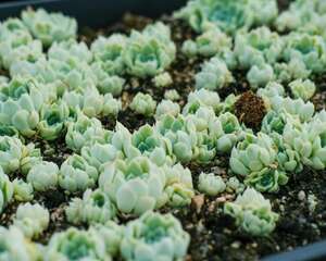 多肉佛珠怎样施肥