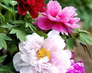 教师节合适送花