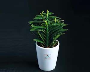 非洲霸王树（棒棰树）的介绍与养护要点