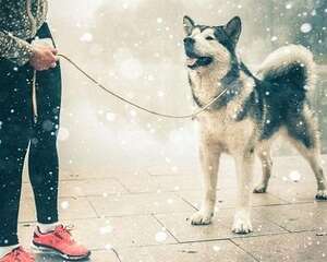 阿拉斯加不爱吃饭,爱吃零食怎么办?