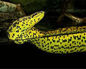 水蚺的喂食要点