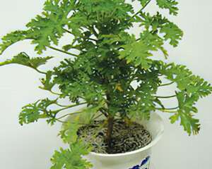 驱蚊草的栽种培养与管理(图)