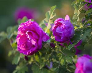 7种花，是天然染色剂，在古代非常名贵！