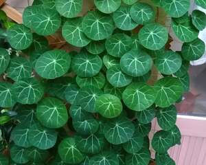 大土豆埋土里，2个月变成绿窗帘，1个月不浇水照样活！