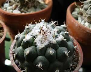 姣丽玉属仙人球的分类