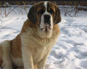 养狗要准备哪些日常用品