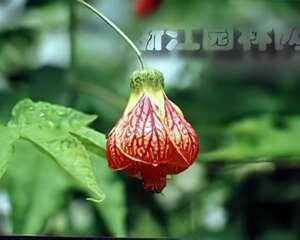 风铃花栽培