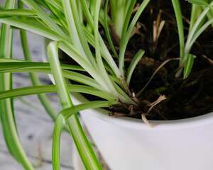 吊兰移植后要浇水吗