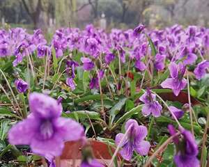 紫花地丁