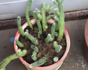 土里浇点它，小飞虫全死光，叶子绿得滴油！