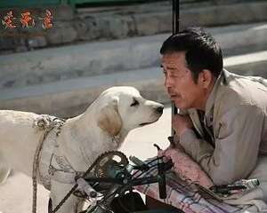 狗狗到底有多忠诚？