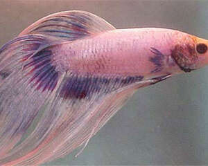 观赏鱼碘泡虫病的预防措施