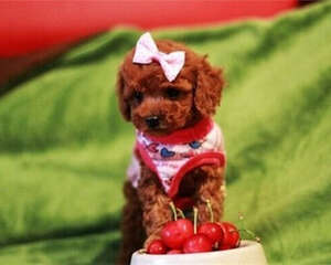 训练泰迪咬人的坏习惯