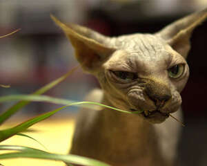 加拿大无毛猫的形态特征