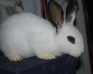 兔子的眼睛都是红色的吗?