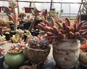 有没有一个适用全国花友的多肉植物浇水方法？有！
