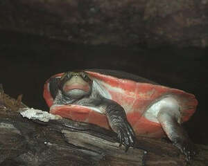 红腹短颈龟
