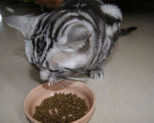 猫咪靠味觉识别有害食物？