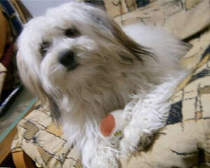 哈威那犬的形态特征