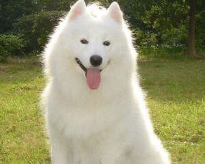 萨摩耶不仅要萌，你还关心它的智商？