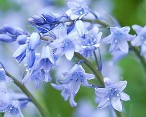 这花真奇葩，长得像土豆，开花像铃铛，满屋子香味！