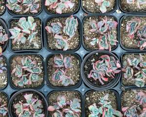 多肉植物浇水还是喷雾