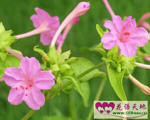 紫茉莉的花语：臆测、猜忌、小心