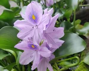 这花是个大“祸害”，20元一棵还有人买，到底为啥？