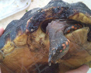 一例红腿陆龟被藏獒咬伤的病例