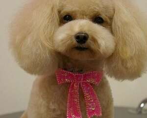 贵宾犬在美容店应该被提供的服务有哪些