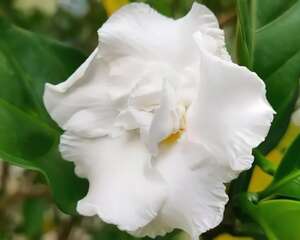 这花就是活香水，养一盆摆客厅，清新又杀菌！