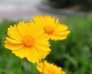 矢车菊花语：细致、优雅