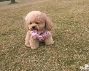 小型犬品牌狗粮推荐