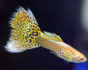 孔雀鱼尾巴开叉原因