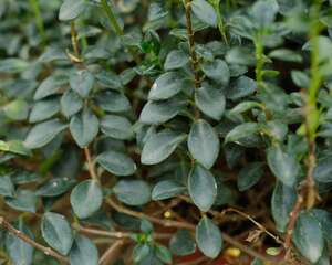 金鱼吊兰叶子上有黄斑怎么解决