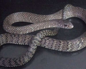 种蛇运输要注意哪些问题