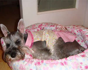 雪纳瑞食欲不振的四个原因