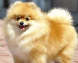 英系博美与美系博美有什么差异