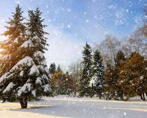 盆栽松树怎么养殖，如何上盆？